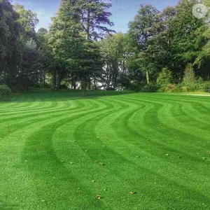 Hardwearing Grass Seed