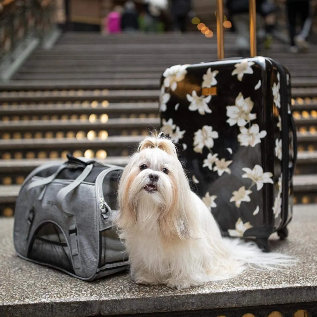 Pet Carrier Bag - Airline Approved Pet Comfort Carrier - Soft Sided Pet Carrier - Bergan